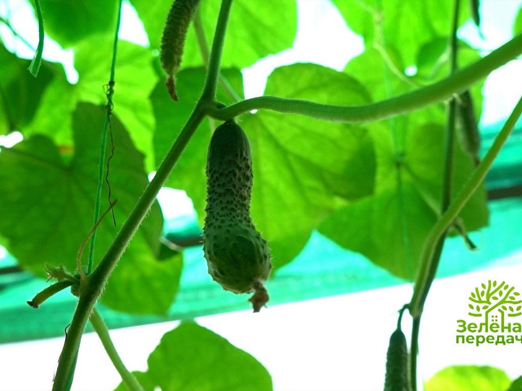 зеленая передача последний выпуск. зеленая передача последний выпуск. зеленая передача за 6. зеленая передача последний выпуск. зеленая передача челябинск последний выпуск за 2021 г на отв.