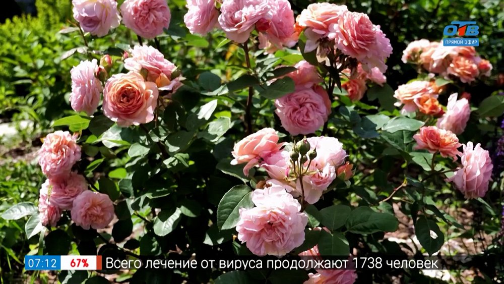 От этих роз глаз не отвести в рубрике «Руки садовода»