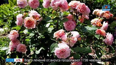 От этих роз глаз не отвести в рубрике «Руки садовода»