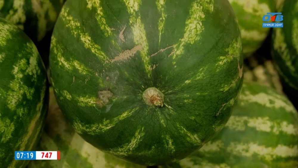 Как выбрать спелый арбуз? в сюжете «Международный день арбуза»