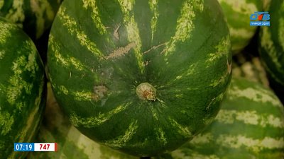 Как выбрать спелый арбуз? в сюжете «Международный день арбуза»