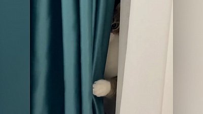 Мех и смех: найди кота, новый навык и слежка