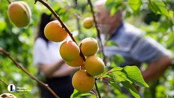 Как получать по 14 ведер урожая абрикосов за сезон