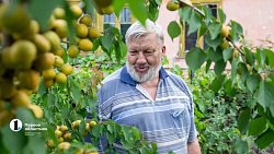 Как получать по 14 ведер урожая абрикосов за сезон