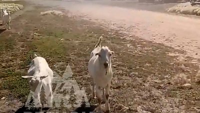 Розовые козы удивили жителей Челябинской области