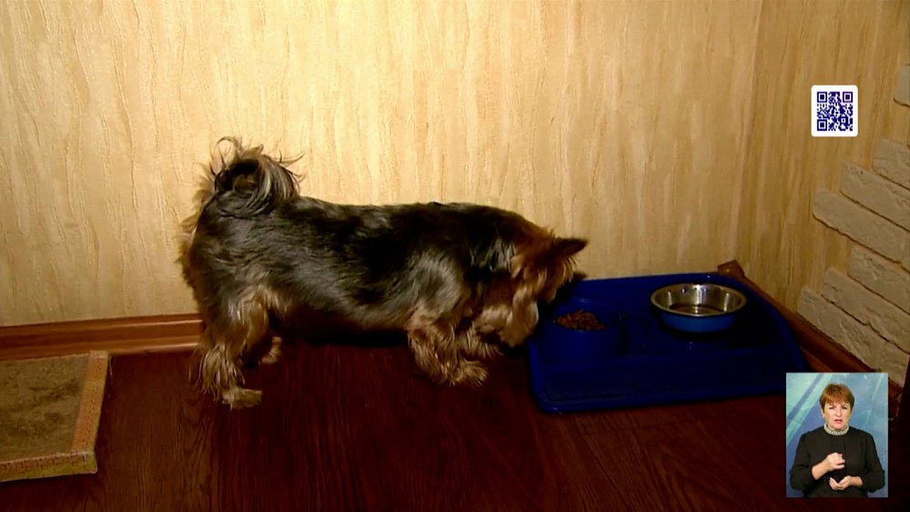 Почему люди заводят проблемных питомцев?