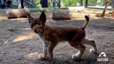В Челябинском зоопарке презентовали имя рысенка