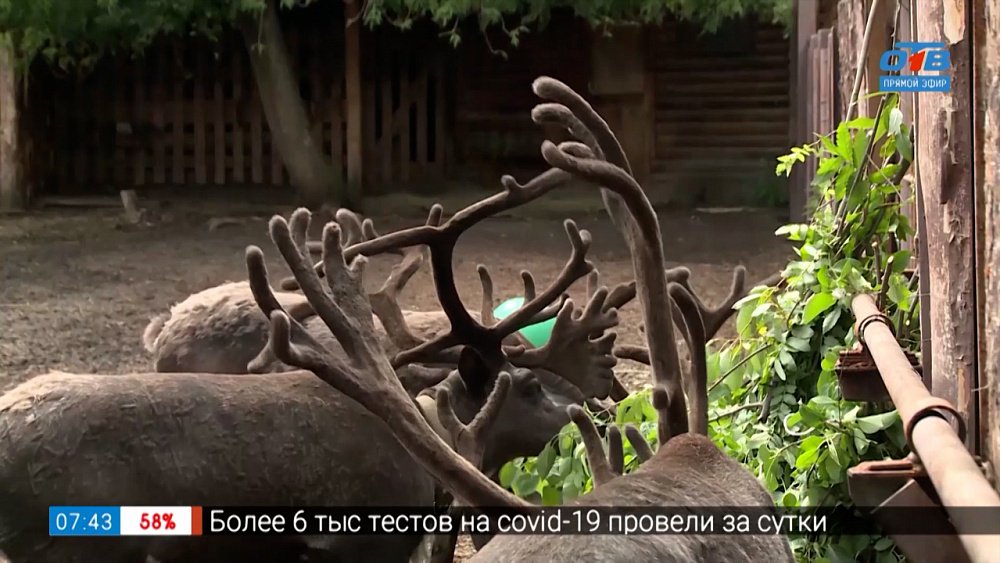 Знакомство с рогатыми в сюжете «День оленя в зоопарке»