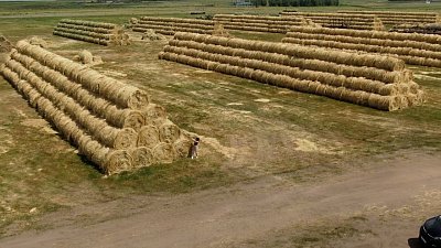 Герефорды — бренд уральского стейка: секреты успеха агрофирмы «Калининская»