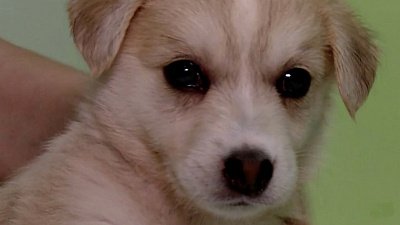 Почему люди выбирают питомцев от которых отказались другие хозяева?