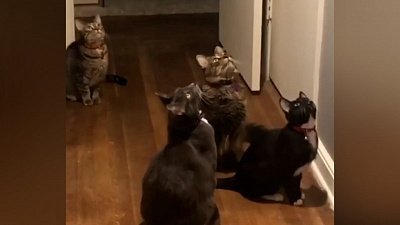 Мех и смех: коллективная охота, кошачьи танцы и пропадающие игрушки