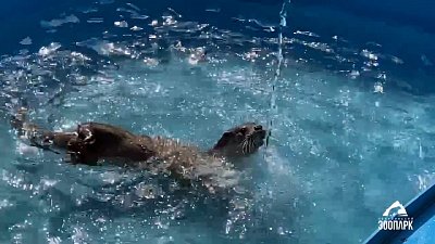 Купание выдры в Челябинском зоопарке попало на видео