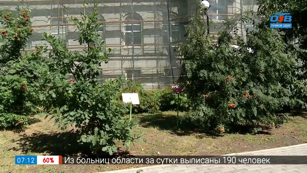 Живописные хосты в сюжете «Озеленение Литературного сквера»