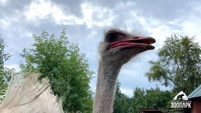 Страус в Челябинском зоопарке издает рев дракона