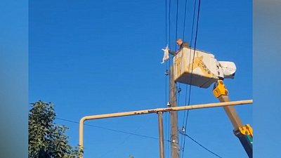 В Копейске кота спасли с линии электропередачи