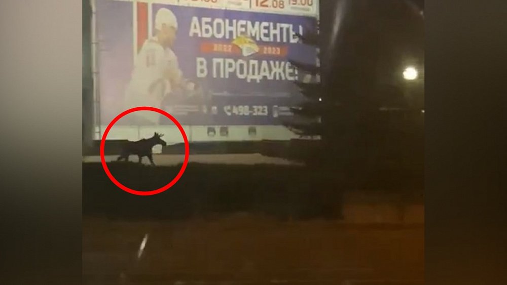 В центре Магнитогорска сняли на видео бегающего по городу лося