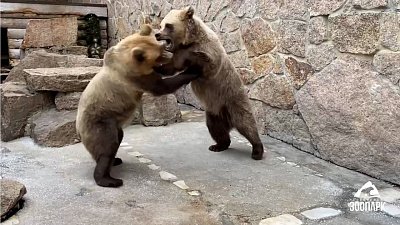 Видео драки медведиц в Челябинском зоопарке