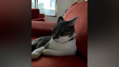 Мех и смех: страшный гром, кот-артист и драка за дом