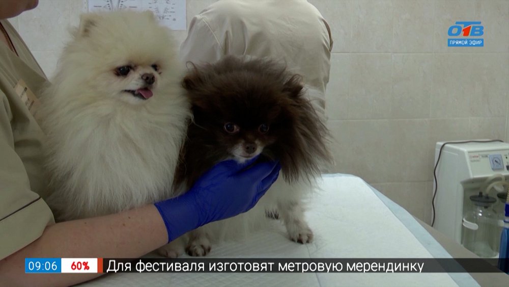 Чистка зубов у животных в сюжете «Щедрый вторник в Челябинской ветстанции»