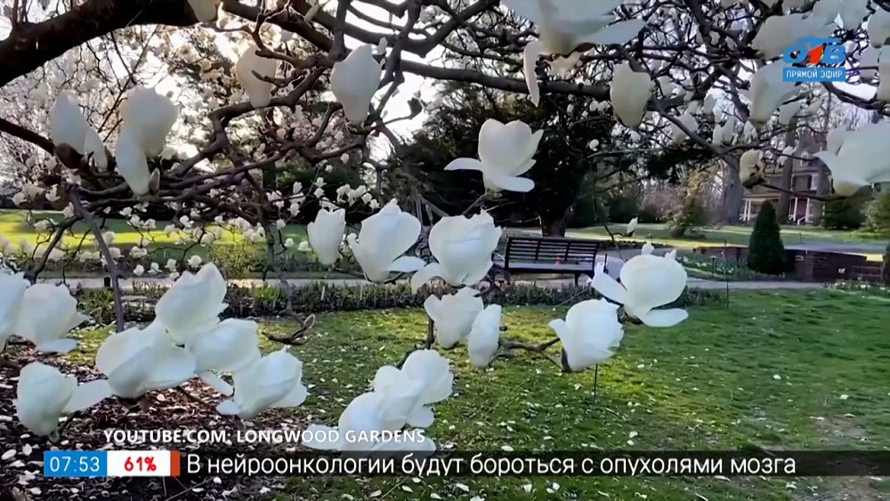 В краю магнолий. Это про Челябинск! в рубрике «Руки садовода»