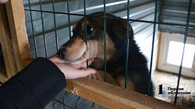 В Катав‑Ивановске из‑за закрытия частного приюта переселят животных