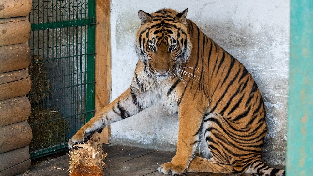 Тигра Гектора из Челябинска отправляют в Хабаровский край