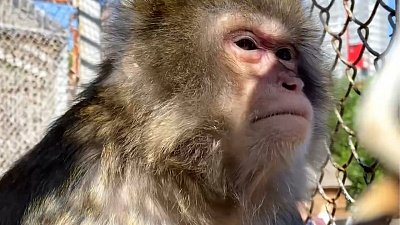 Видео с отдыхающими японскими макаками в Челябинском зоопарке