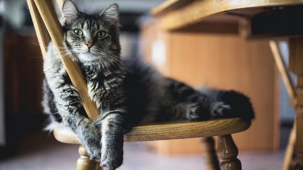 Кошки приводят высокое давление в норму