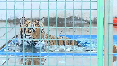 Тигр Гектор переезжает из приюта «Спаси меня» в Хабаровский край