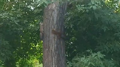 Беличий хоровод в Челябинске попал на видео