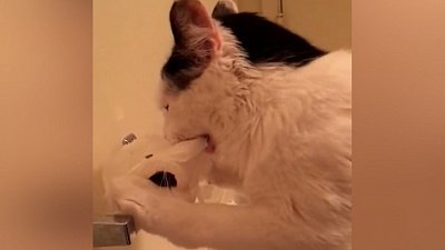 Мех и смех: разбрызгиватель, кот на дереве и уничтожитель бумаги