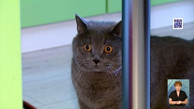 Животные помогают снять стресс