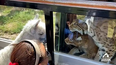 Альпака Дуся вновь выйдет на прогулку по Челябинскому зоопарку