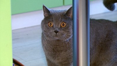 Домашние питомцы могут снимать стресс