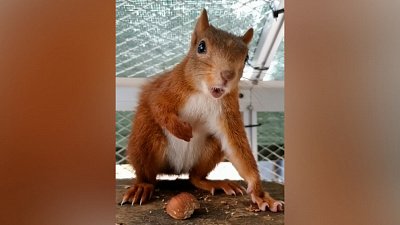 Мех и смех: злая белка, неудачный прыжок и внезапное появление