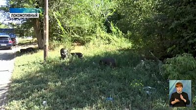 Под Карталами нашествие свиней