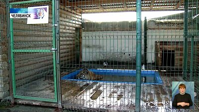 Тигр Гектор собирается в Хабаровск