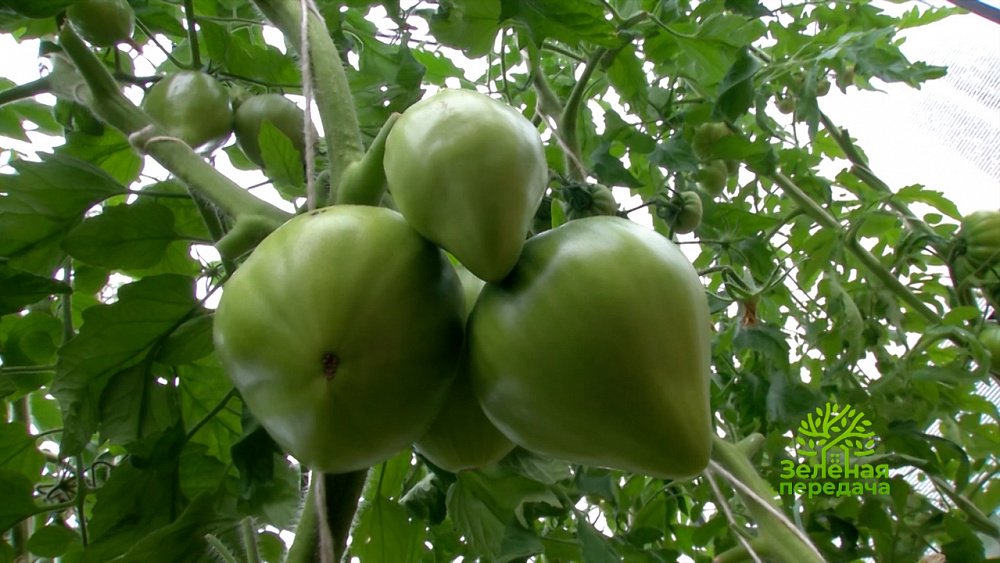 Зеленая передача 11.08.2022