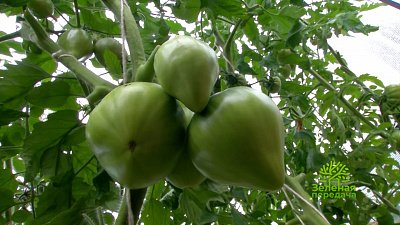 Зеленая передача 11.08.2022