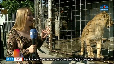 Как поживает львёнок Север-Алай — Прямое включение из Челябинского зоопарка