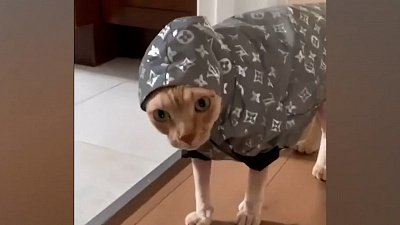 Мех и смех: ускорение, вкусный наггетс и красивый плащ