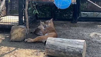 Видео с играющими рысями из Челябинского зоопарка