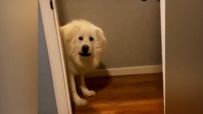 Мех и смех: крик души, внезапный прыжок и активное умывание