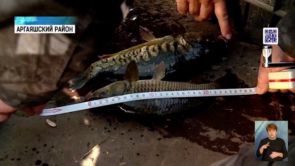 Рыбаки незаконно вылавливают рыбу