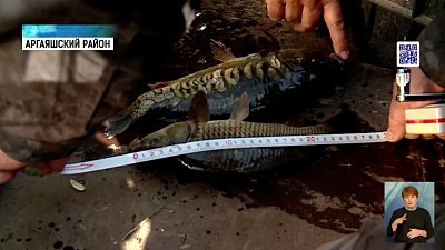 Рыбаки незаконно вылавливают рыбу