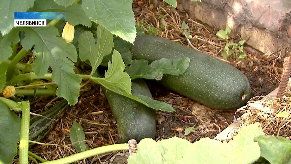 Что делать с кабачками в конце лета?!