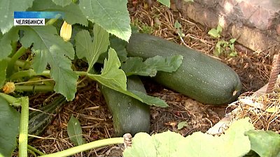 Что делать с кабачками в конце лета?!