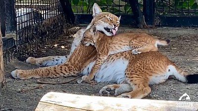 Игры папы-рыси и котенка сняли в Челябинском зоопарке