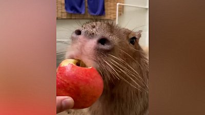 Мех и смех: вкусное яблоко и коты-попрошайки