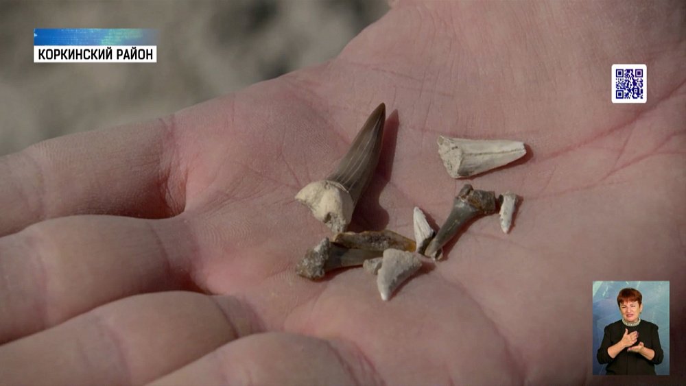 В Челябинске нашли зубы древней акулы